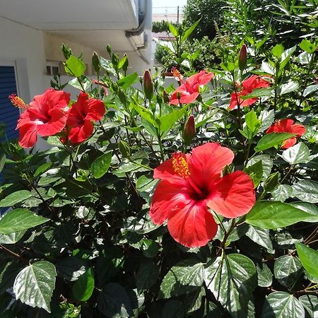 Michalis Studios & Apartments Kos Bagian luar foto