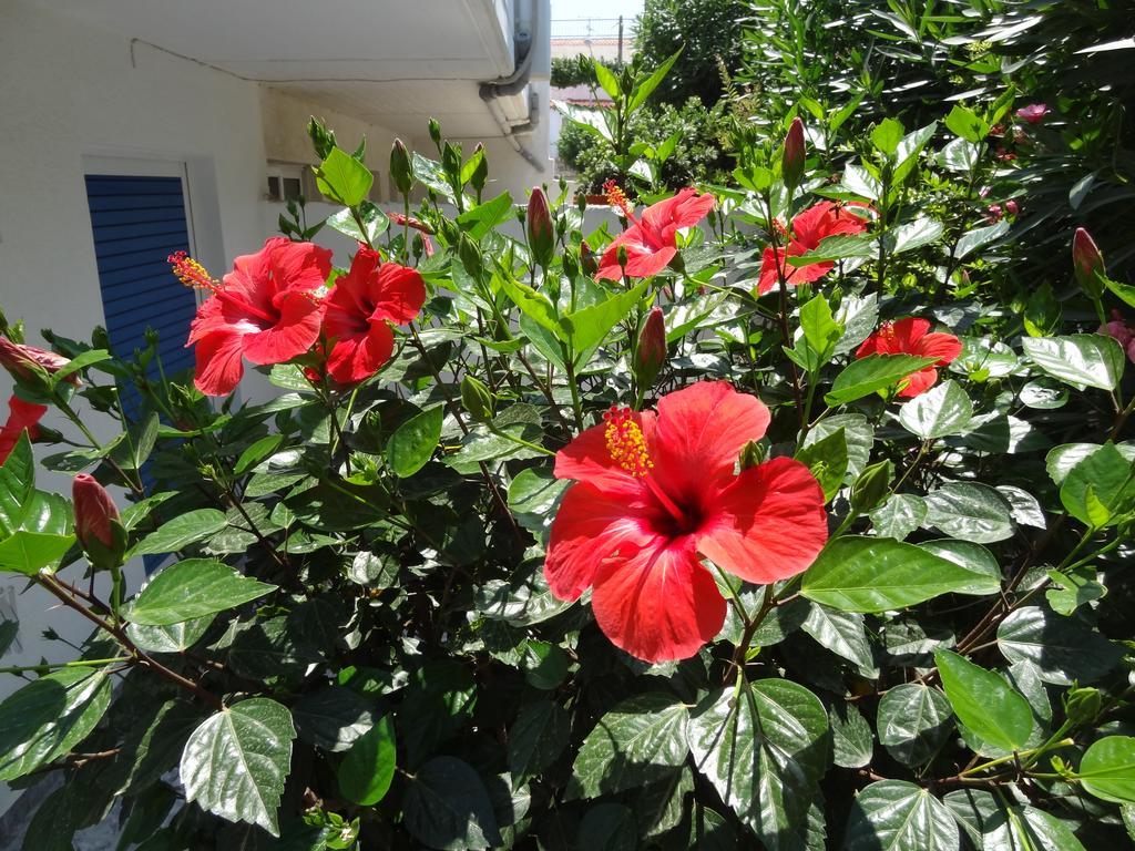 Michalis Studios & Apartments Kos Bagian luar foto